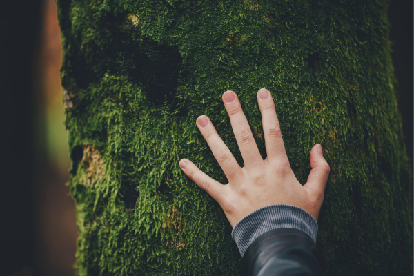 conectar con la naturaleza, conexión natural grounding