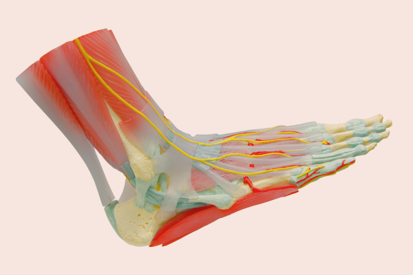 pie descalzao obra de arte ingenieria biomecanica barefoot